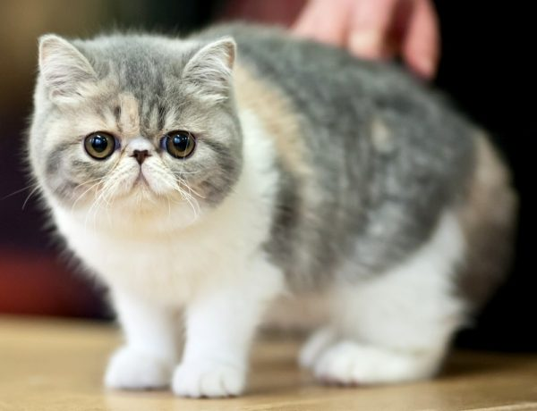 An Exotic Shorthair Cat